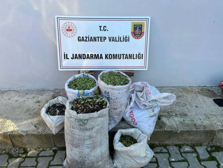 Gaziantep’te 1 ton zeytin çalan hırsızlar jandarmadan kaçamadı