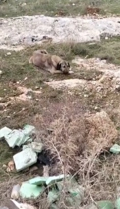 Gaziantep’te molozların altında sıkışan yavru köpekler kurtarıldı