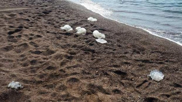 Görüntüler endişelendirdi: Yüzlerce denizanası kıyıya vurdu