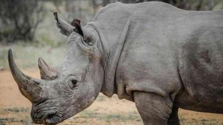 Güney Afrika'da 499 gergedan boynuzları için katledildi