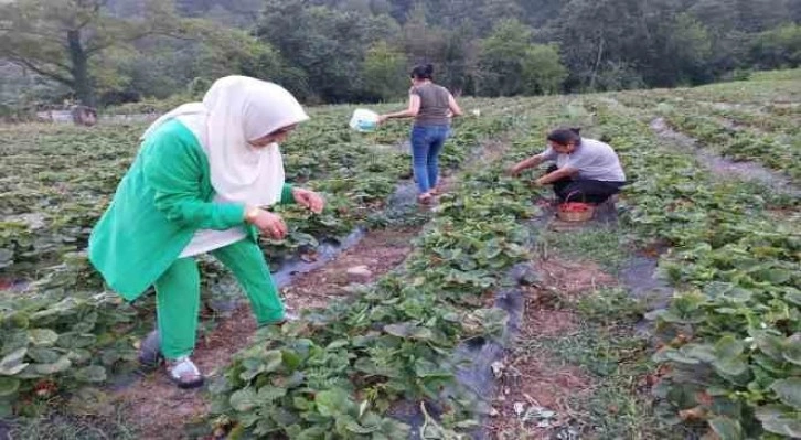 Hatay Dörtyol’da çilek hasadı başladı