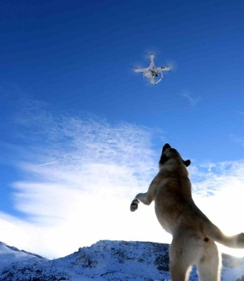 Havadaki droneyi yakalamaya çalışan köpek ilginç görüntü oluşturdu