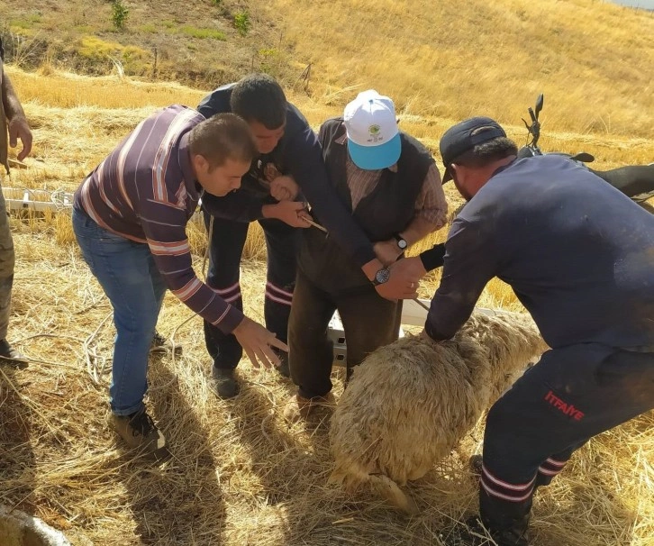 Hüyük’te koyun kurtarma operasyonu