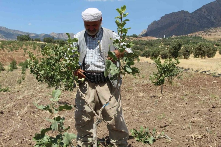 Huzur ortamının sağlandığı Şırnak’ta boşaltılan köyler fıstık bahçeleriyle yeniden hayat buluyor