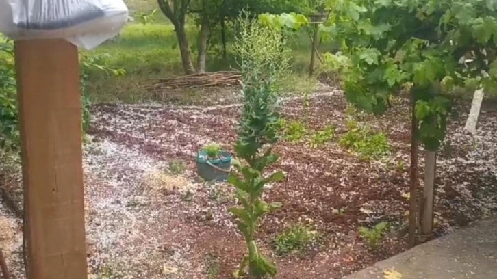 Iğdır'da ani dolu yağışı tarım arazilerine zarar verdi