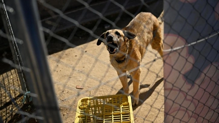 İspanya sahipsiz köpek sorununu böyle çözdü