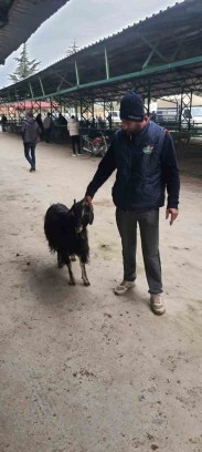 Isparta’da ağıldan 3 keçi çalıp sattığı tespit edilen şahıs yakalandı