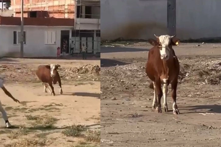 Kaçan kurbanlık boğa ortalığı birbirine kattı