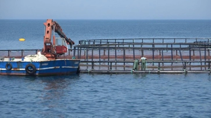 Karadeniz'de Türk somonu hasadı