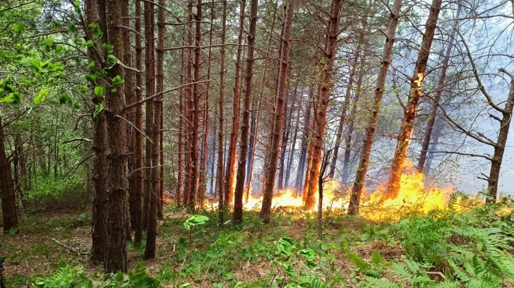 Kastamonu'da orman yangını: Ekiplerin müdahalesi sürüyor