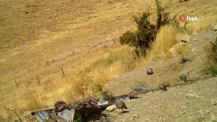 Kınalı kekliklerin ve yaban keçilerinin doğada beslendiği anlar fotokapana takıldı