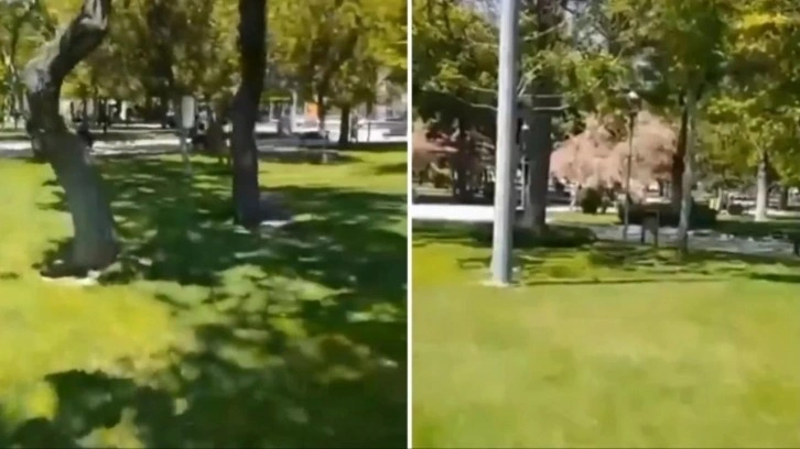 Konya'da parkta başıboş köpek göremeyen şahıs cinnet geçirdi