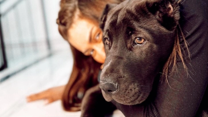 Köpeği, başka bir köpeği öldüren Banu Parlak'tan açıklama: Oyun oynamak için yanına gitti