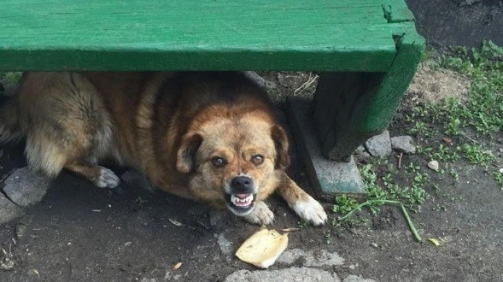 Köpek saldırılarında kaç kişi hayatını kaybetti? Korkunç rakam