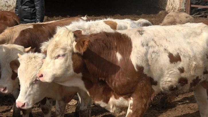 Kurban Bayramı öncesi uzman isimden yeni kesilmiş et ile ilgili uyarı!