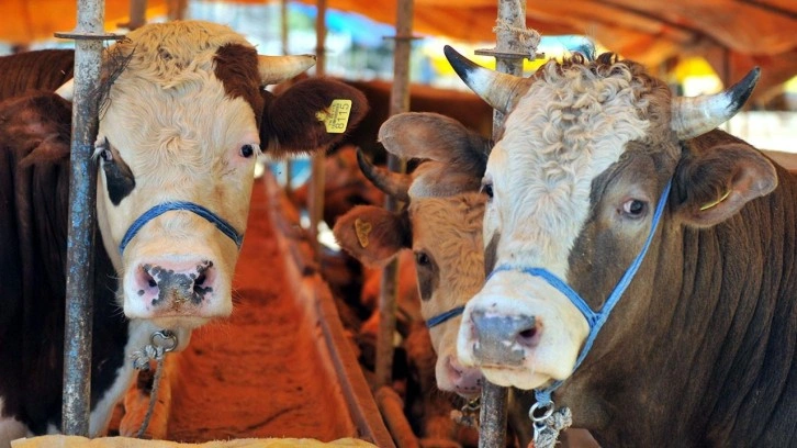 Kurban Bayramı'nda kesilecek kurban sayısı belli oldu