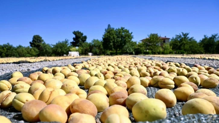 Malatya'da kayısı hasat şenliği düzenlendi