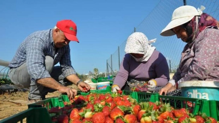 Mersin'de örtü altında yetiştirilen tescilli Silifke çileğinde hasat sürüyor