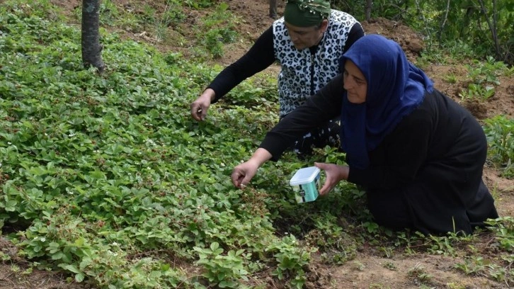 Nadir olarak yetişiyor: Kilosu 1000 TL'ye satılıyor