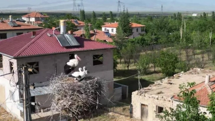 Ömrünü tamamlayan elektrik direği, 40 yıldır leyleklere yuva oluyor