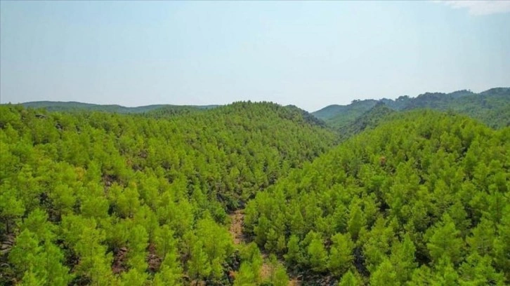 Orman teşkilatı geçen yıl 40 bin 849 hektar alanda erozyon çalışması yaptı