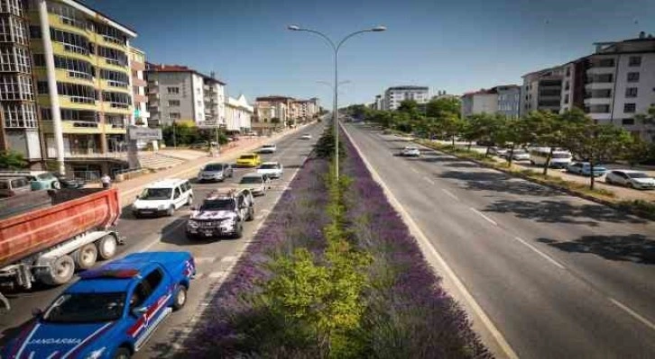 (ÖZEL) Orta refüjde açan lavantalar adeta göz kamaştırıyor