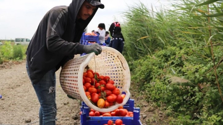 Pazarda, markette 4 katı fiyata satılıyor! Hasat erken başladı