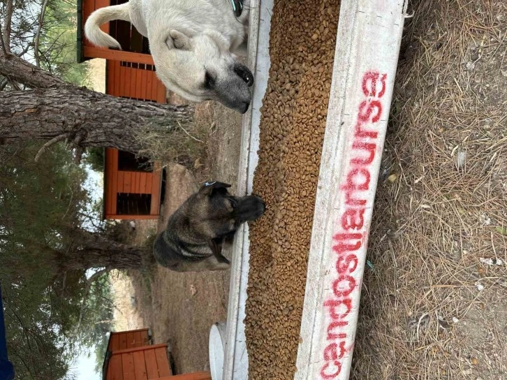 Perseid metor yağmurunda sokak hayvanları için yüzlerce kilo mama topladılar