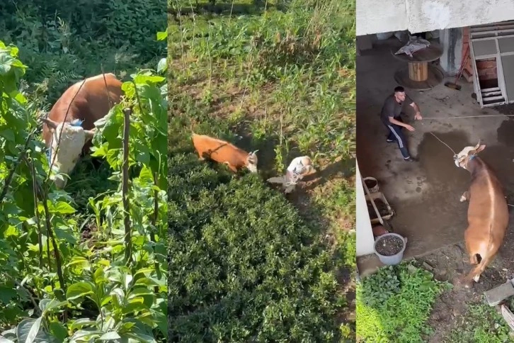 Rize'de kaçan kurbanlık sahiplerine zor anlar yaşattı