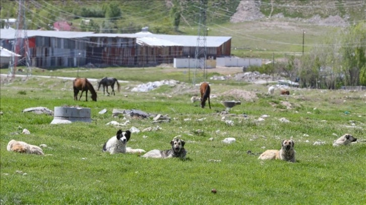 Sahipsiz hayvanlar iki yıl öncesine göre daha tehlikeli bulunuyor