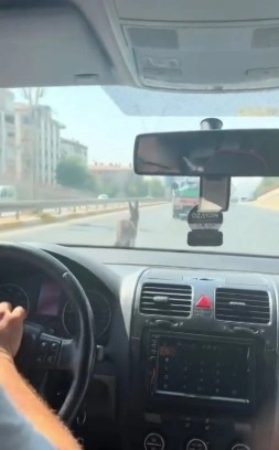 Şanlıurfa’da inatçı eşek trafiği birbirine kattı