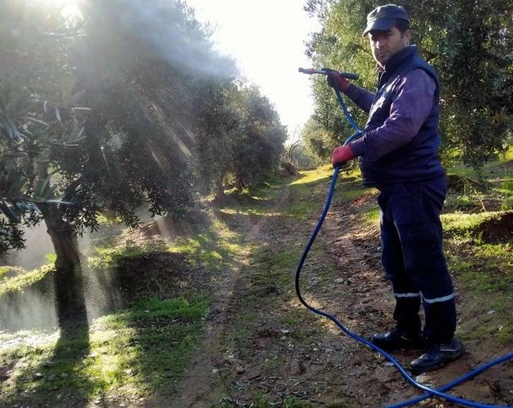 Sarıgöl’de hasadı biten zeytin bahçelerinde ilaçlama başladı