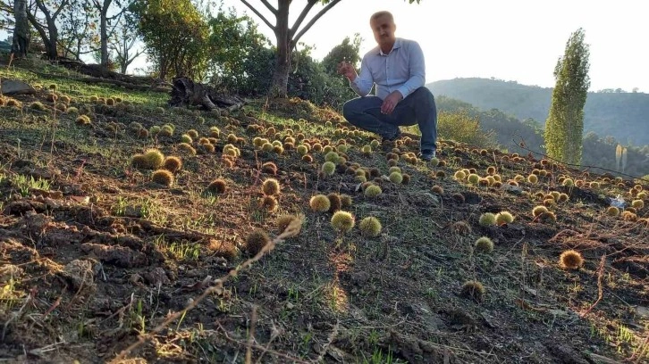 Sarıgöl’de kestane hasadına başlandı