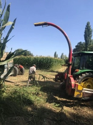 Sarıgöl’de silajlık yem yapımına başlandı