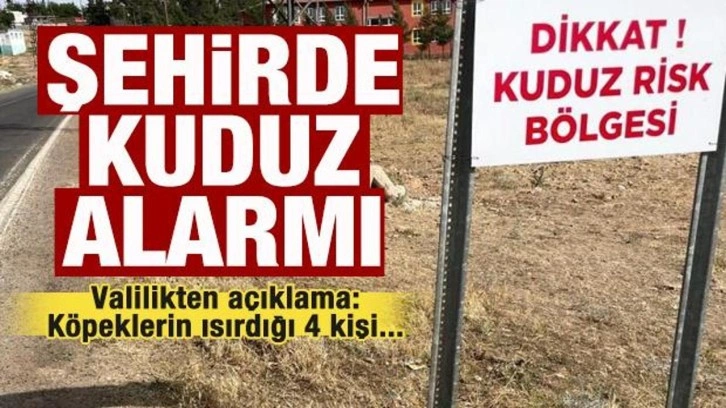 Şehirde kuduz köpek alarmı! Son dakika karantina kararı! Valilikten açıklama!