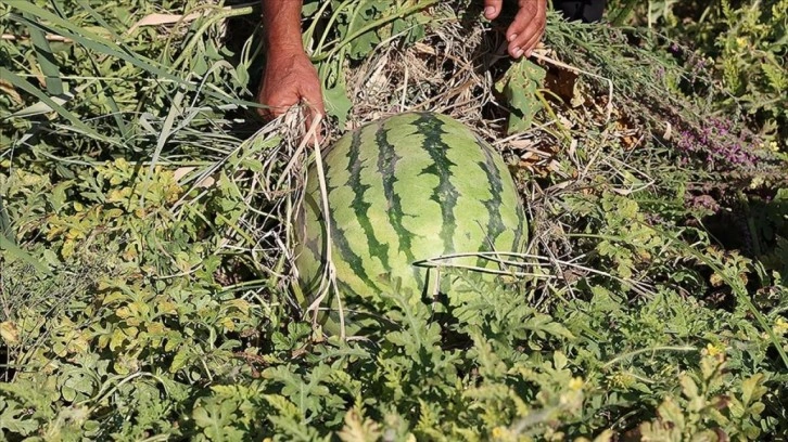 Sıcak havanın Diyarbakır karpuzunu olumsuz etkilemesi bekleniyor