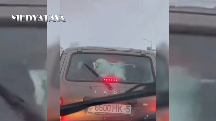 Silecekleri yakalamak için koşturan köpeğin sevimli halleri viral oldu