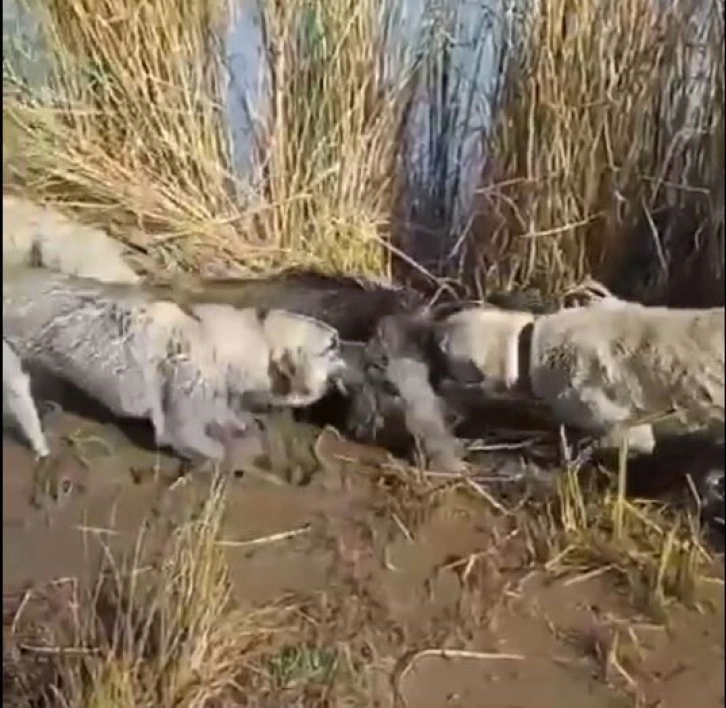 Siverek’te yaralı yaban domuzunu köpekler parçaladı