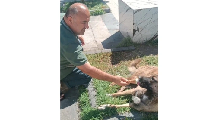 Sokak köpeği ikram edilen dondurmayı geri çevirmedi