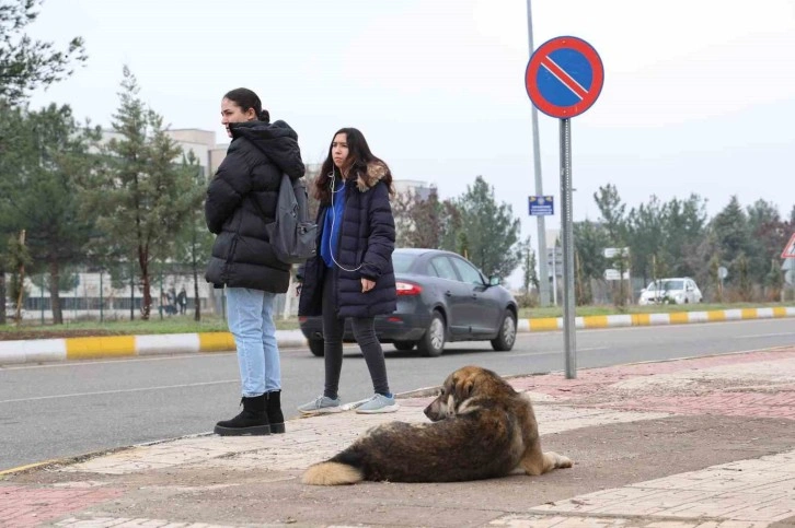 Sokak köpekleri için barınak ve çip vurgusu