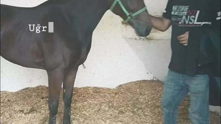 Sokakta karşılaştığı kişi tek yumrukla hastanelik etti: Seyisten acı haber