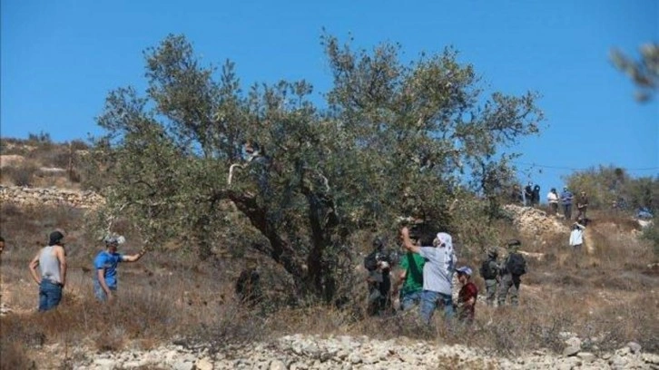 Son 20 yılda Filistinlilere ait 800 bin zeytin ağacı İsrail saldırılarında yok oldu