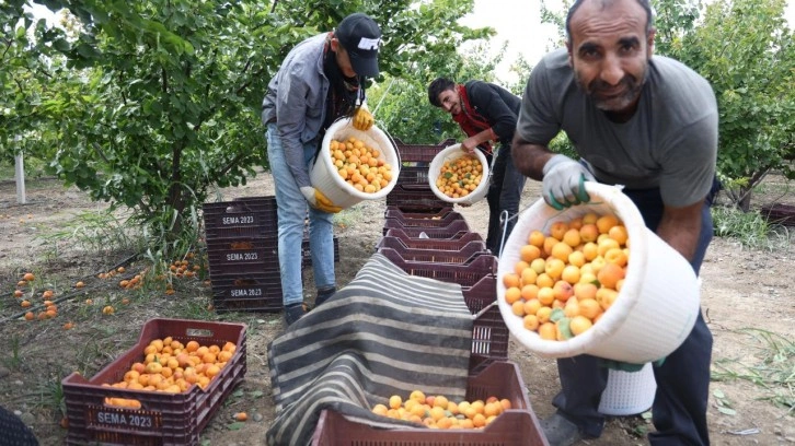 Tarladan 20 TL'ye yurt içine, 25 TL'den yurt dışına satılıyor!