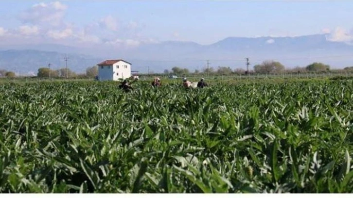 Tarladan tabağa yolculuğunda fiyatı 20 kat artıyor