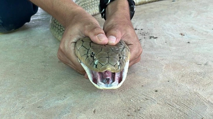 Tayland'da otomobilin kaputundan 16 kilo ağırlığında zehirli yılan çıktı