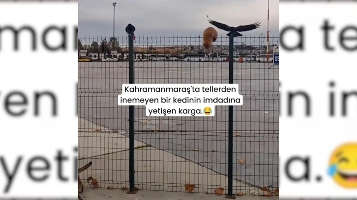 Tellerden inemeyen kedinin imdadına karga yetişti: Gülümseten anlar sosyal medyada viral oldu