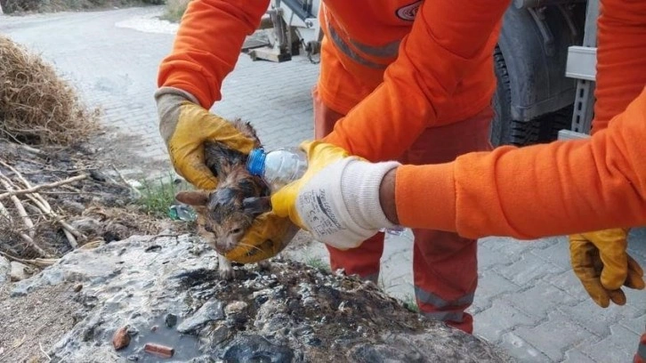 Temizlik işçilerinin dikkati canlı olarak çöpe atılan kedi yavrusunu kurtardı