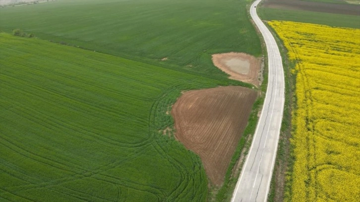 Trakya'da etkili olan yağışlar buğday ve kanola üreticisini ümitlendirdi