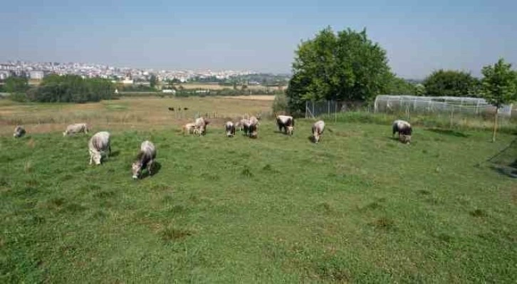 Türkiye’nin ’Boz sığır’ ırkı koruma altına alındı