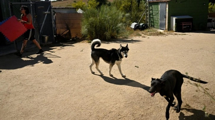 Ülke ülke Avrupa başıboş köpek sorununu nasıl çözdü?